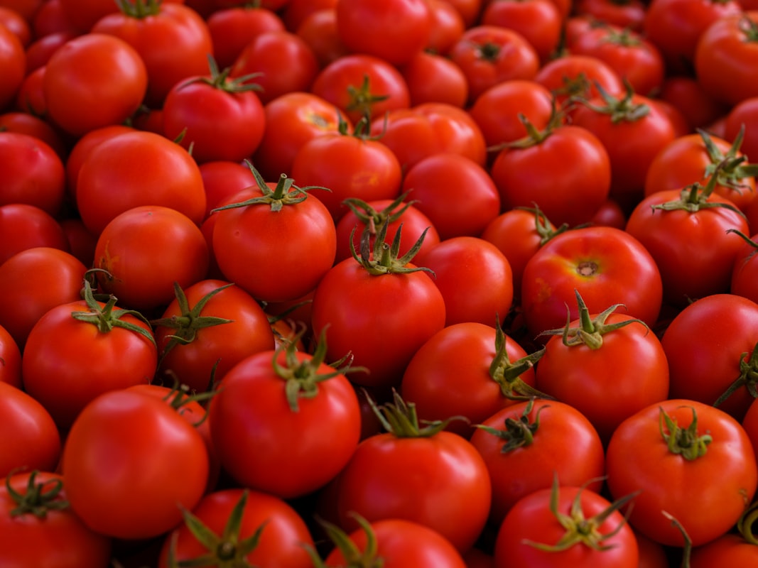 Tomatoes rich in lycopene